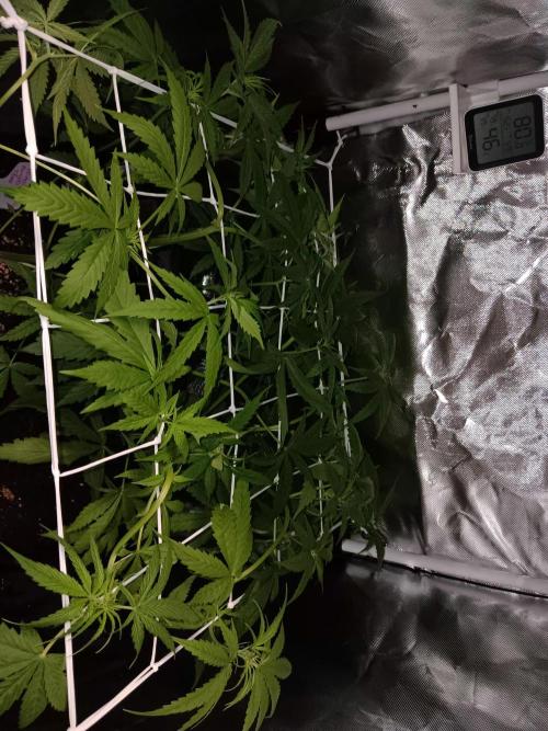 JVK Trainwreck Auto. Week 5