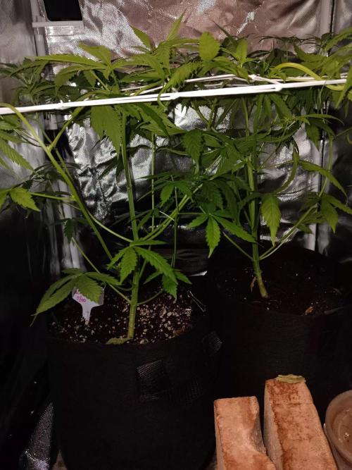 JVK Trainwreck Auto. Week 5