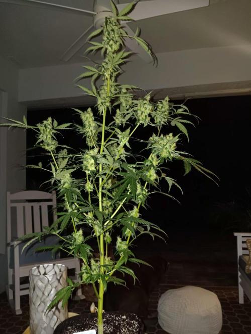 JVK Grow Royal Kush2. Week 10