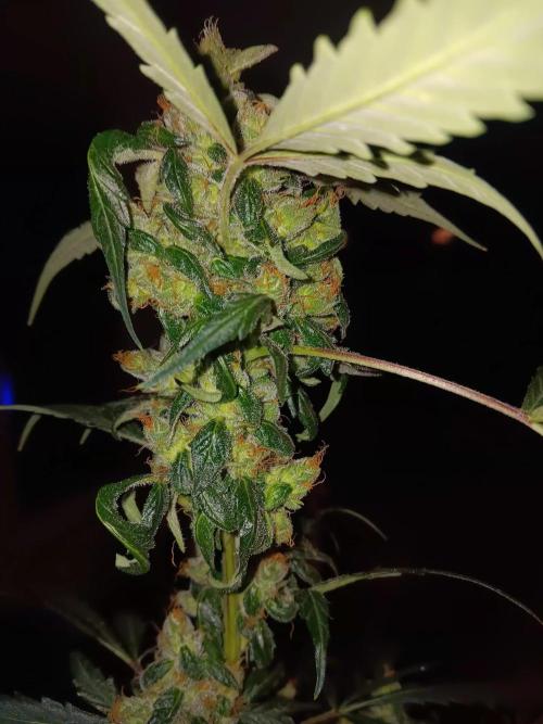 JVK Grow Royal Kush2. Week 10