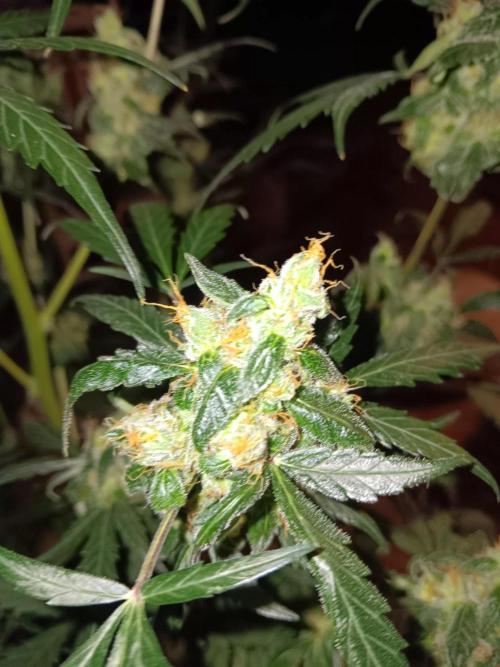 JVK Grow Royal Kush2. Week 10
