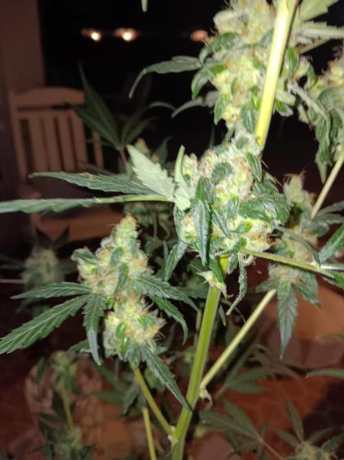 JVK Grow Royal Kush2. Week 10