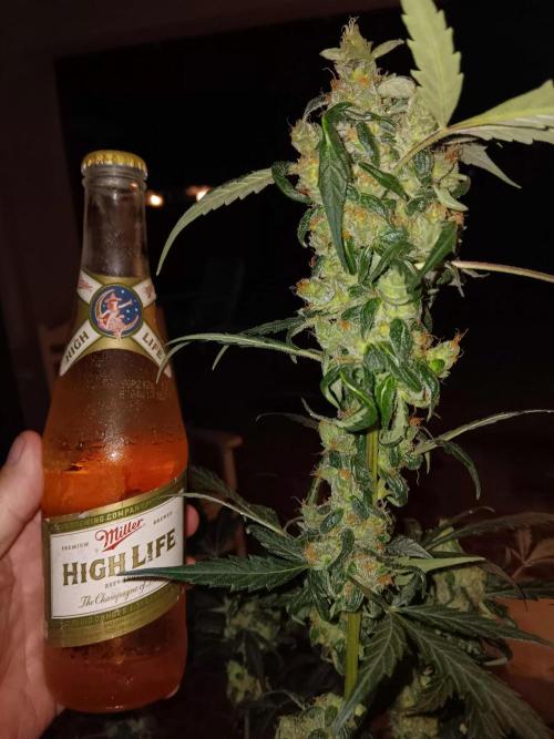 JVK Grow Royal Kush2. Week 10