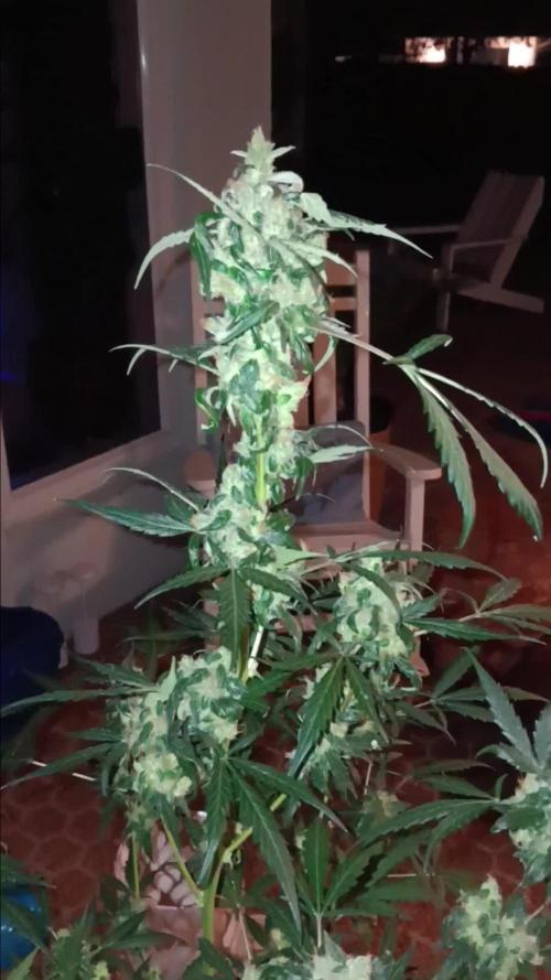 JVK Grow Royal Kush2