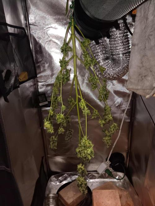 JVK Grow Royal Kush2. Week 10