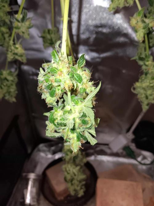 JVK Grow Royal Kush2. Week 10