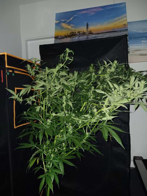 JVK Grow Royal Kush2. Week 10
