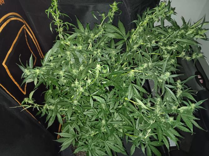 JVK Grow Royal Kush2. Week 10