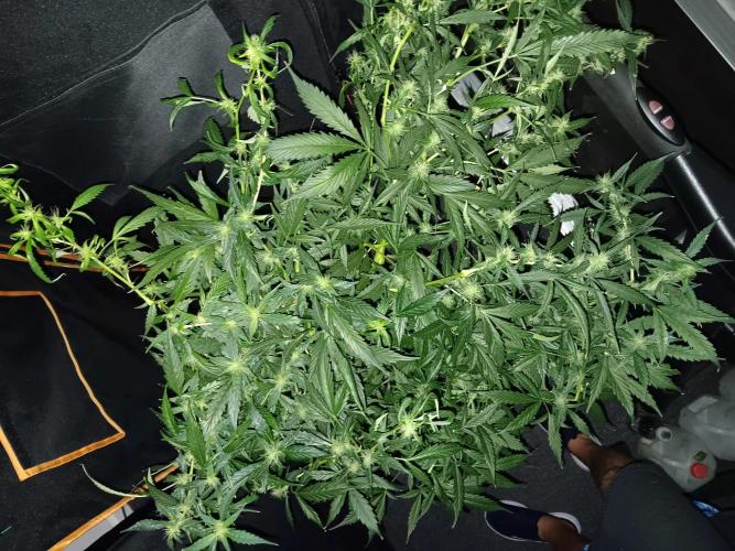 JVK Grow Royal Kush2. Week 10
