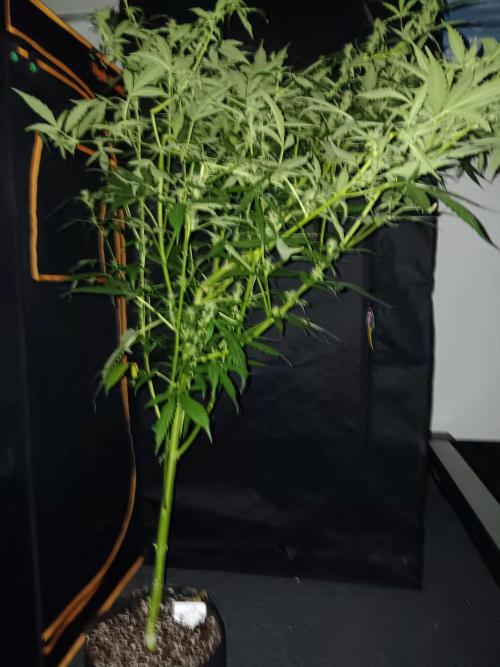 JVK Grow Royal Kush2. Week 10