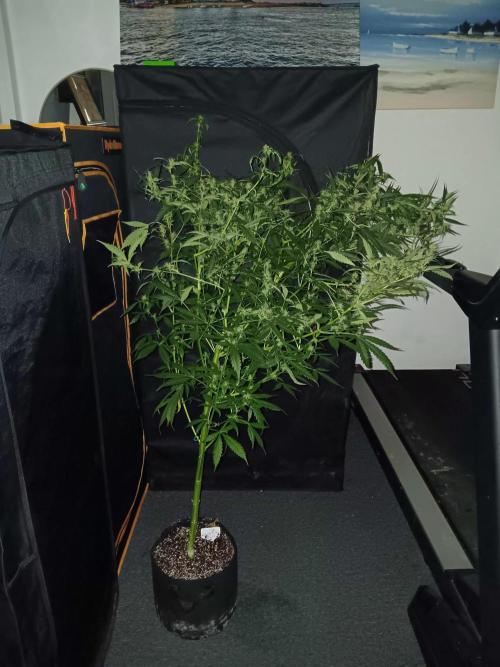 JVK Grow Royal Kush2. Week 10