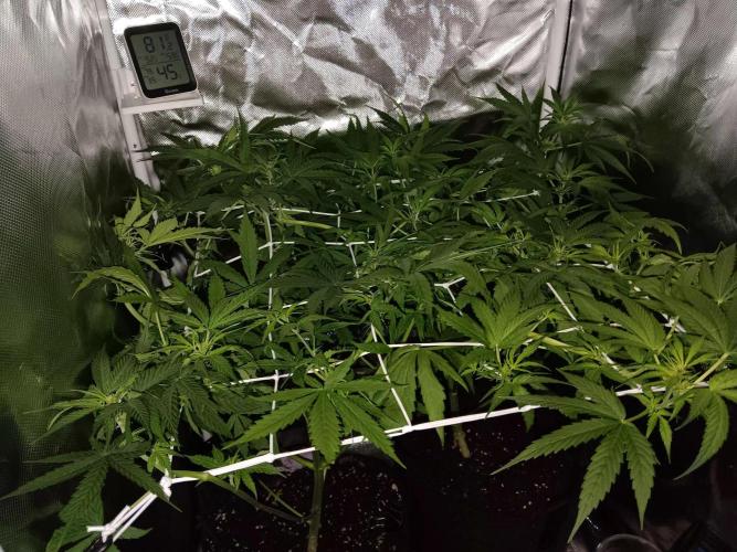JVK Trainwreck Auto. Week 6