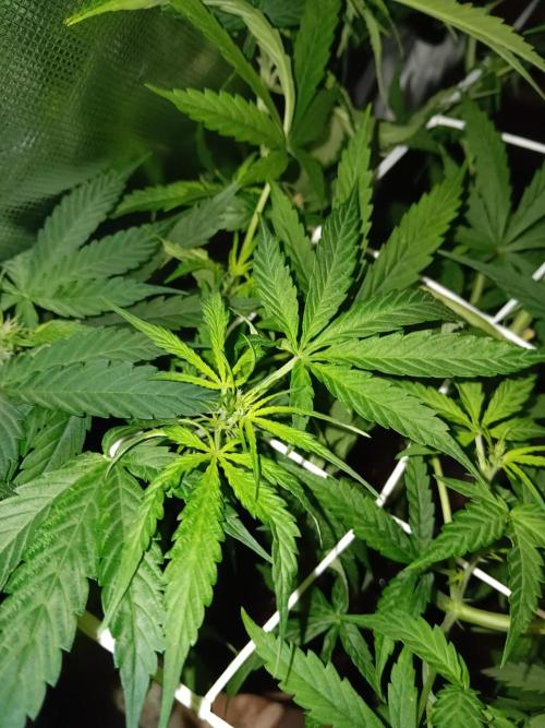 JVK Trainwreck Auto. Week 6
