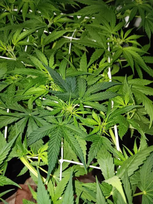 JVK Trainwreck Auto. Week 6