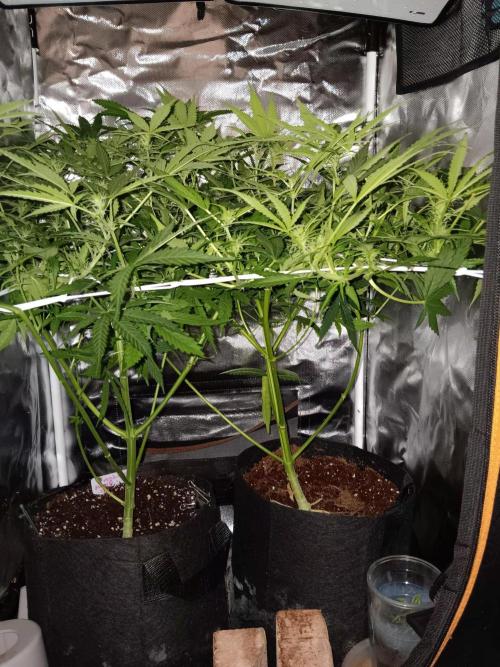 JVK Trainwreck Auto. Week 7