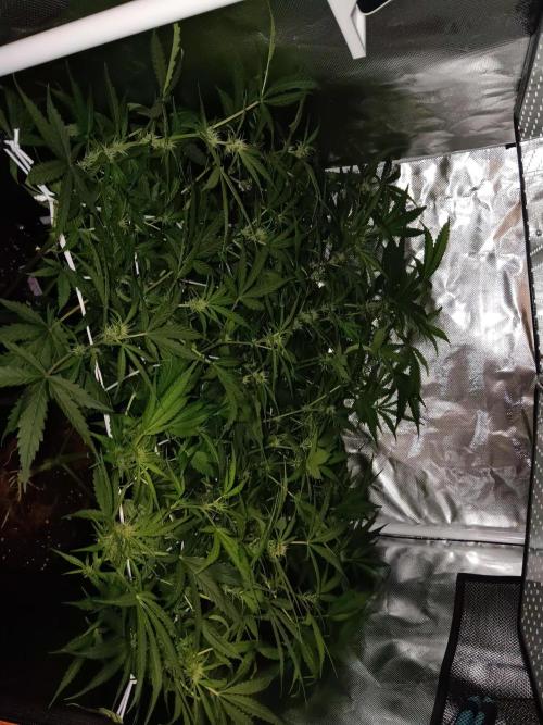JVK Trainwreck Auto. Week 7