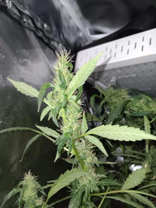 JVK Grow Royal Kush2. Week 11