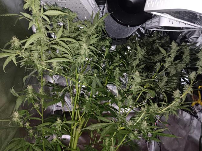 JVK Grow Royal Kush2. Week 11
