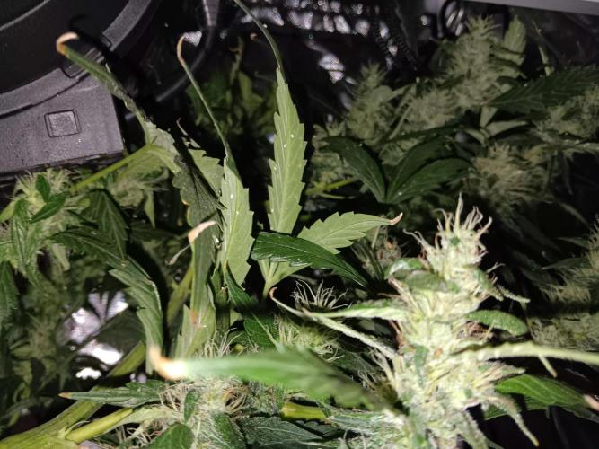 JVK Grow Royal Kush2. Week 12