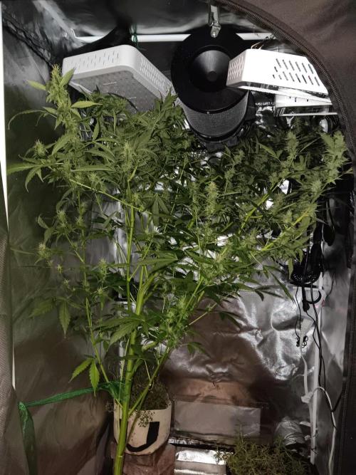 JVK Grow Royal Kush2. Week 12