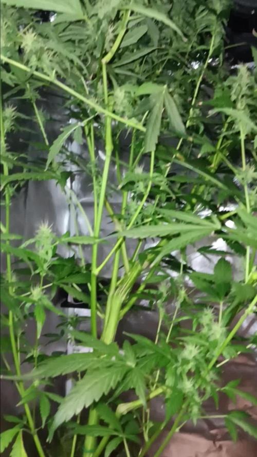JVK Grow Royal Kush2