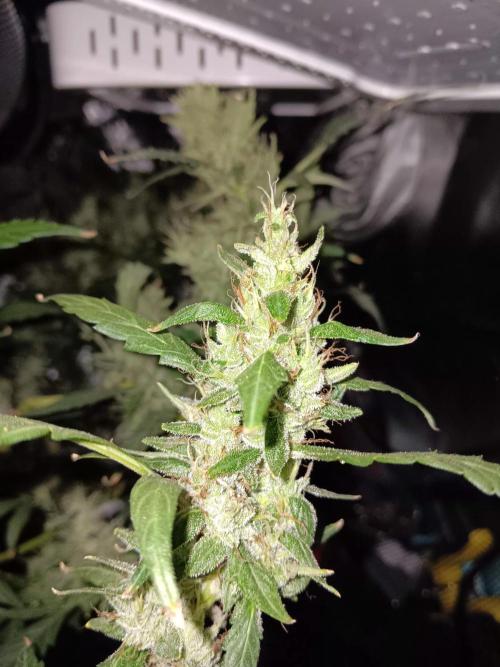 JVK Grow Royal Kush2. Week 13
