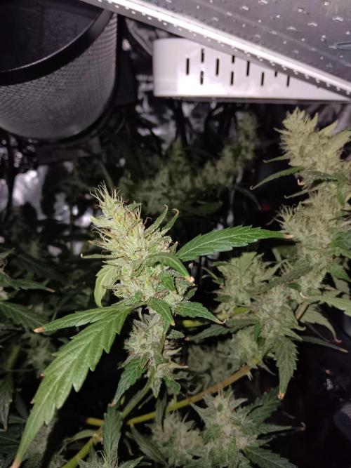 JVK Grow Royal Kush2. Week 13
