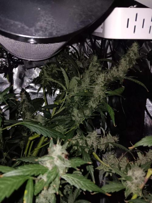 JVK Grow Royal Kush2. Week 13