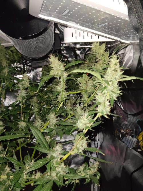JVK Grow Royal Kush2. Week 13