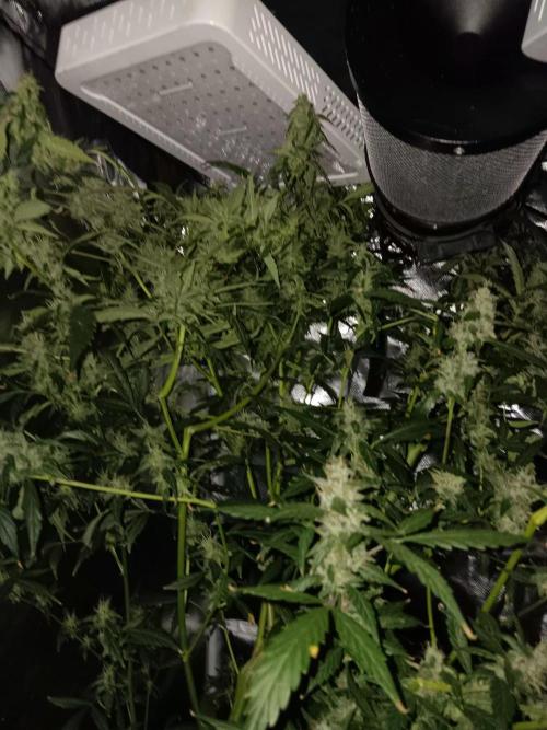 JVK Grow Royal Kush2. Week 13