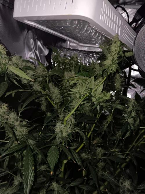 JVK Grow Royal Kush2. Week 13