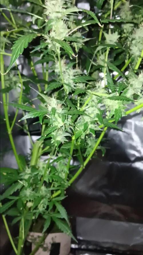 JVK Grow Royal Kush2