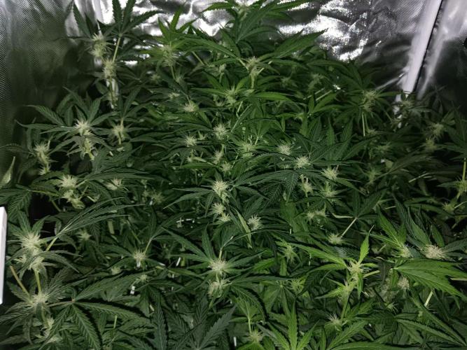 JVK Trainwreck Auto. Week 8