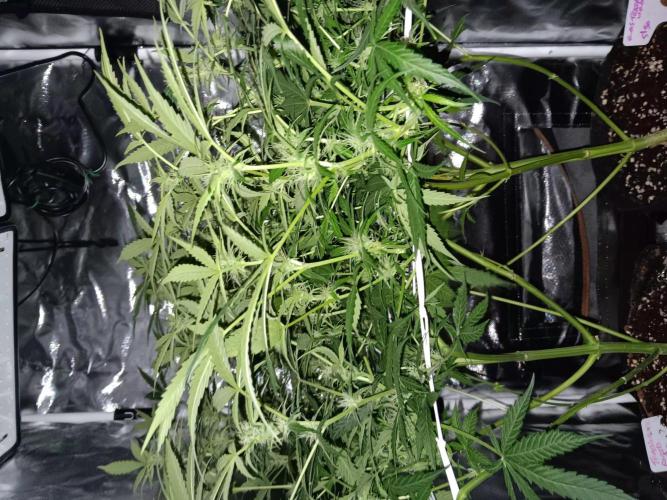 JVK Trainwreck Auto. Week 8