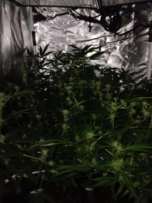 JVK Trainwreck Auto. Week 8