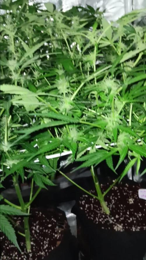 JVK Trainwreck Auto