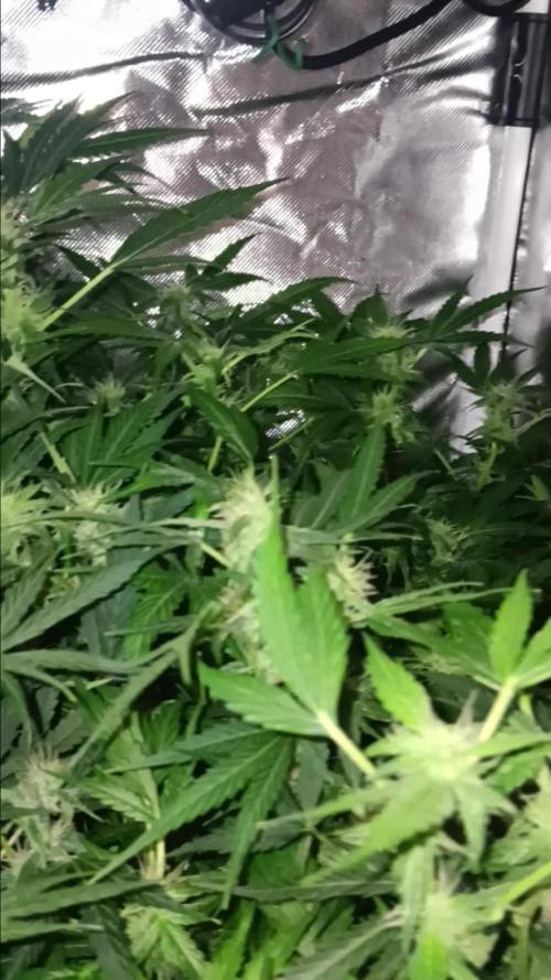 JVK Trainwreck Auto