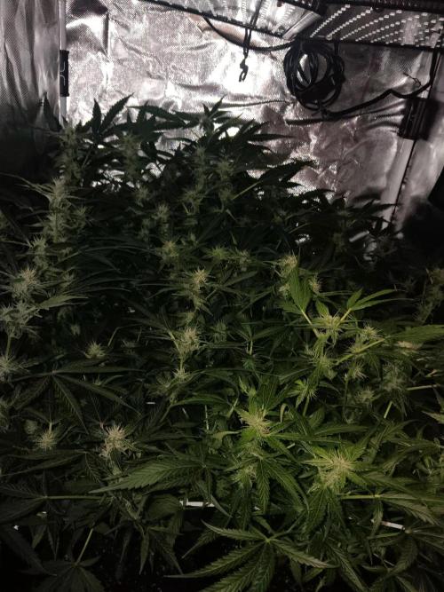 JVK Trainwreck Auto. Week 9