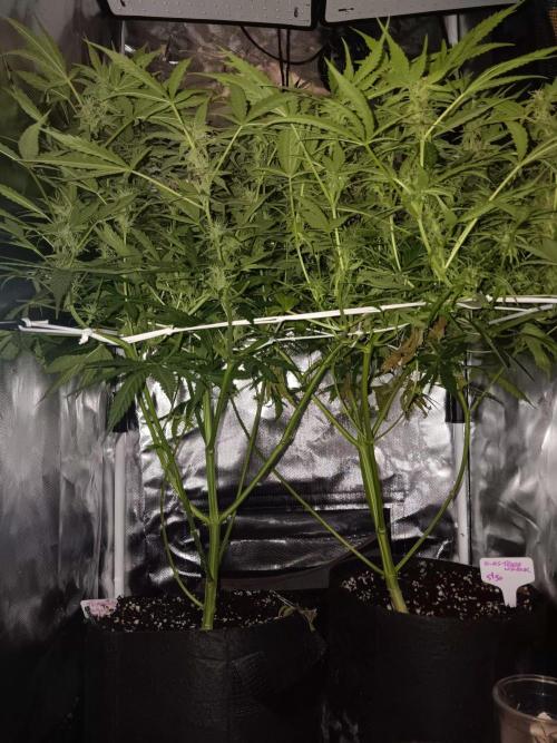 JVK Trainwreck Auto. Week 9