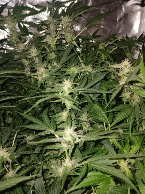 JVK Trainwreck Auto. Week 9