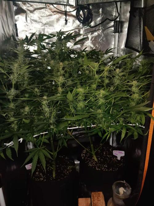 JVK Trainwreck Auto. Week 9