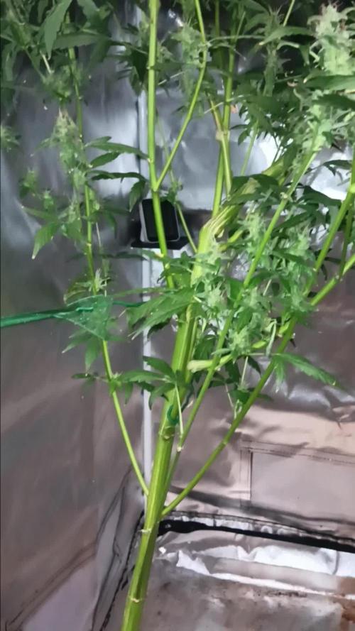 JVK Grow Royal Kush2