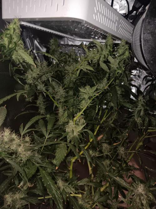 JVK Grow Royal Kush2. Week 14