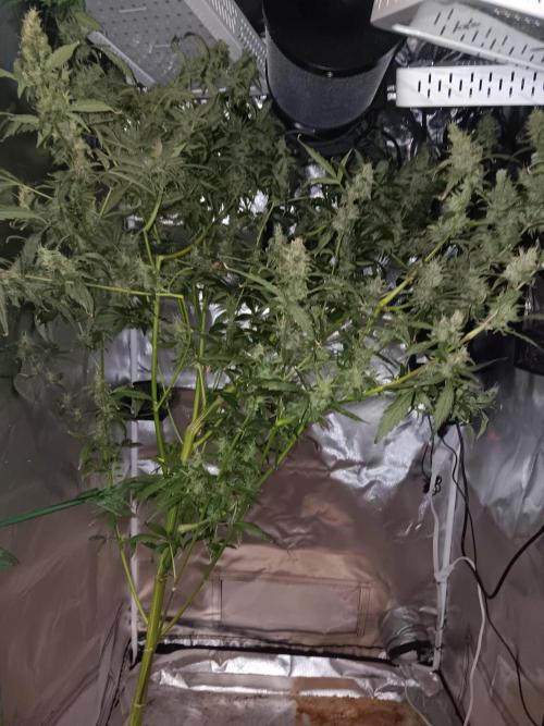 JVK Grow Royal Kush2. Week 14