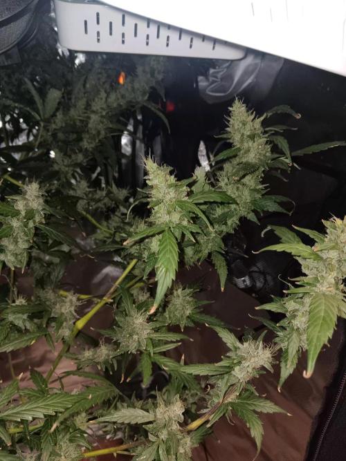 JVK Grow Royal Kush2. Week 14