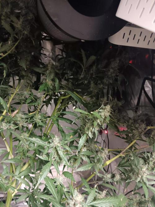 JVK Grow Royal Kush2. Week 14