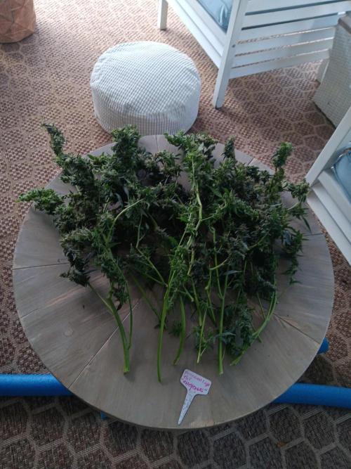 JVK Grow Royal Kush2. Week 15 - This table is 36" across...