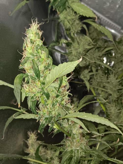 JVK Grow Royal Kush2. Week 15