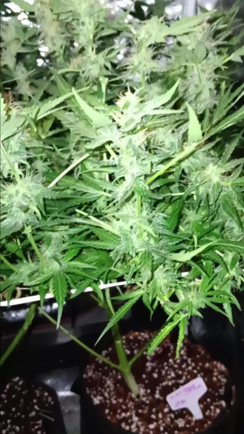JVK Trainwreck Auto