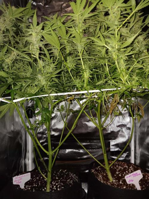 JVK Trainwreck Auto. Week 10